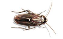 Control de Plagas de Cucarachas