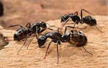 Control de Plagas de Hormigas