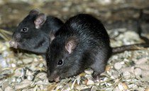 Control de Plagas de Rata negra o de los tejados